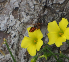 Rhodanthidium sticticum