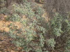 Wiborgia
