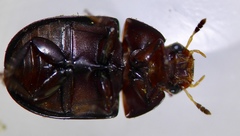 Dactylosternum abdominale