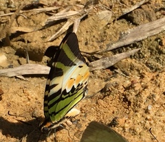 Graphium antiphates itamputi