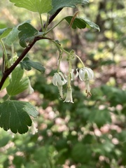 Ribes curvatum