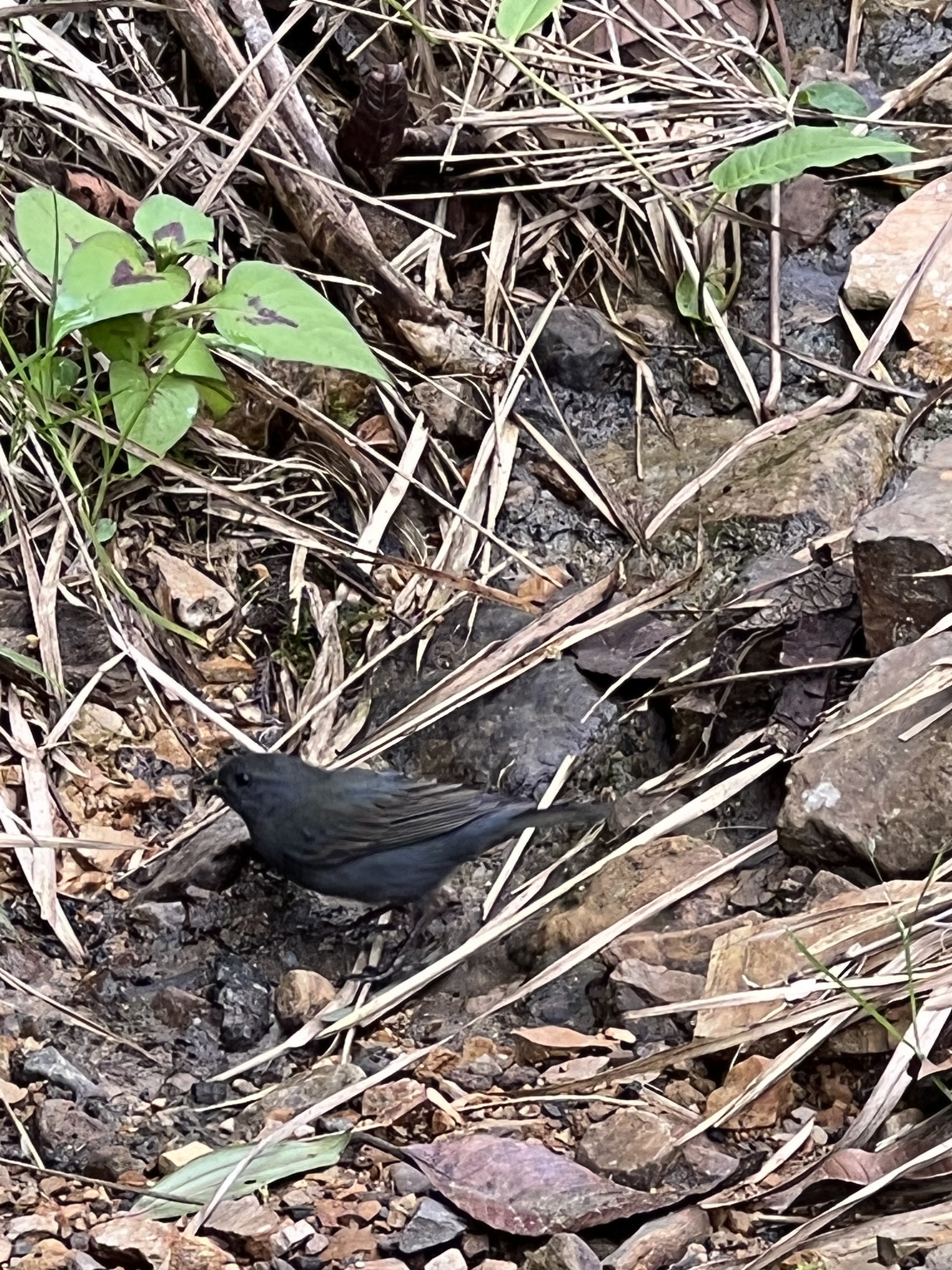 Slaty Finch (Haplospiza rustica), photo 8