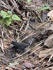 Spodiornis rusticus