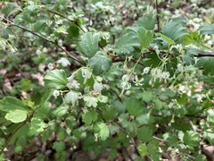 Ribes curvatum