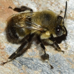 Anthophora atroalba