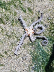 Ophiothrix spiculata