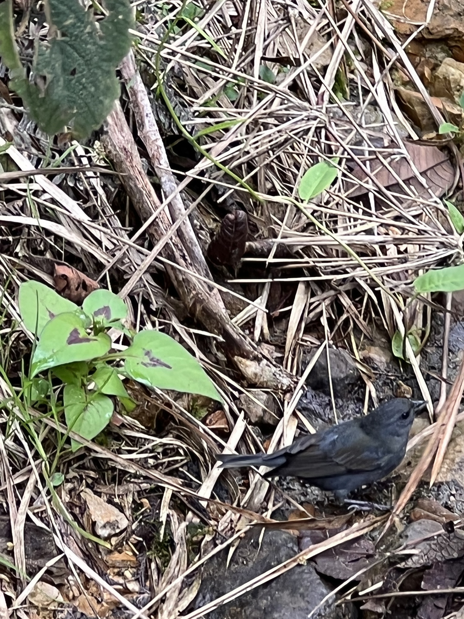 Slaty Finch (Haplospiza rustica), photo 9