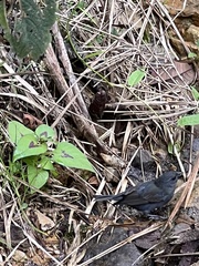 Spodiornis rusticus