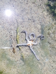 Ophiothrix spiculata