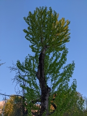 Populus suaveolens