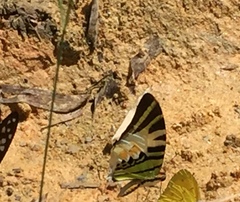 Graphium antiphates itamputi