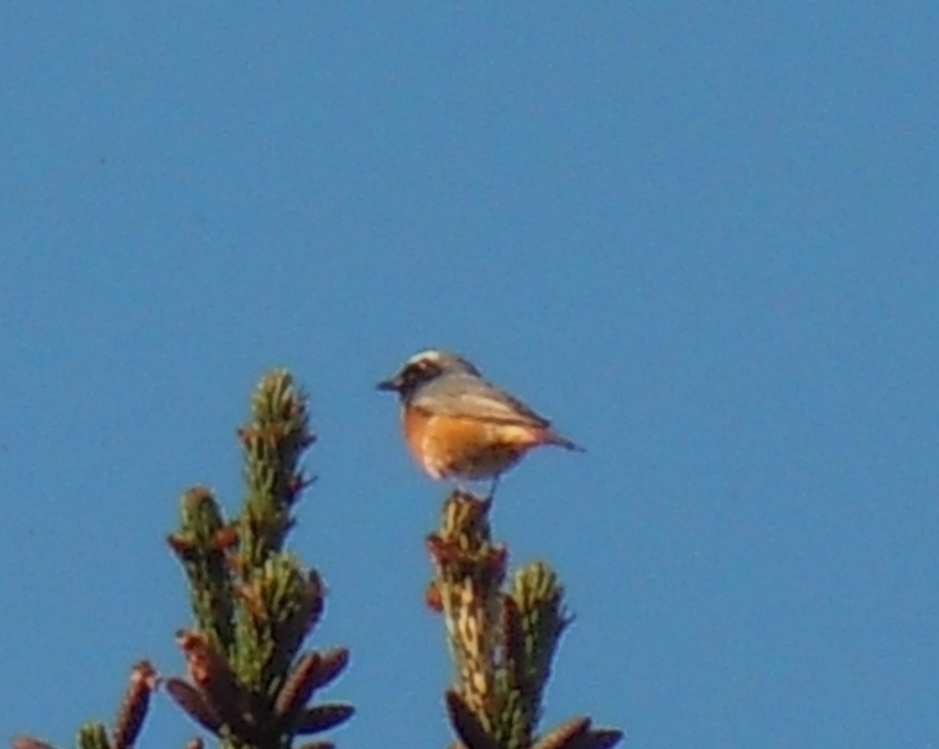 Common Redstart