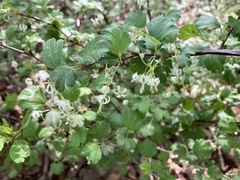Ribes curvatum