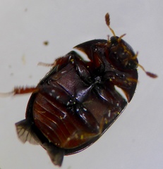 Dactylosternum abdominale