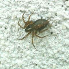 Textrix denticulata
