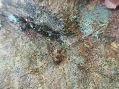 Dicranopalpus martini