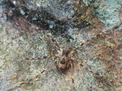 Dicranopalpus martini