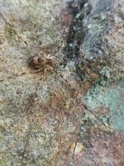 Dicranopalpus martini