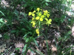 Erysimum sylvestre