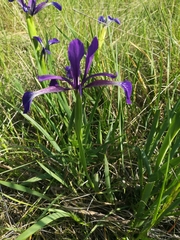 Iris reichenbachiana