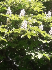 Aesculus hippocastanum