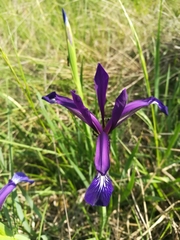 Iris reichenbachiana