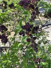 Magnoliopsida
