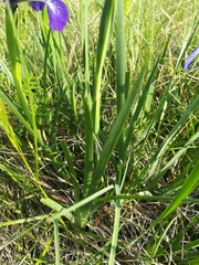 Iris reichenbachiana