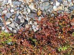 Gaultheria macrostigma