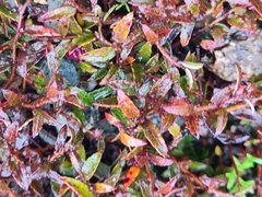 Gaultheria macrostigma