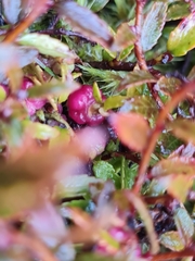 Gaultheria macrostigma