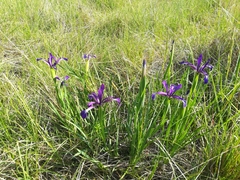 Iris reichenbachiana