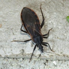 Triatoma rubida