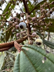 Miconia miocarpa