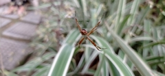 Argiope argentata