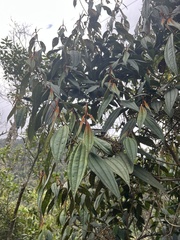Miconia miocarpa