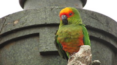 Aratinga auricapillus