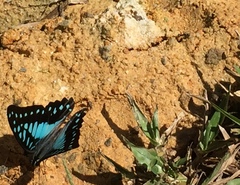 Graphium doson evemonides