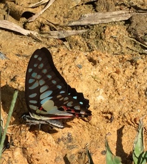 Graphium doson evemonides