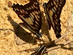 Graphium doson evemonides