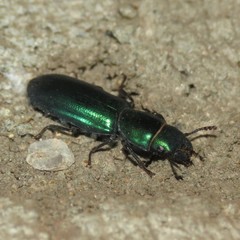 Temnoscheila aerea