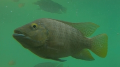 Coptodon zillii