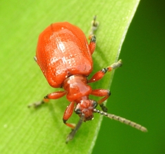 Lilioceris merdigera
