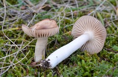 Cuphophyllus colemannianus