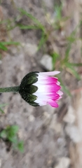 Bellis perennis