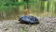 Macrochelys temminckii