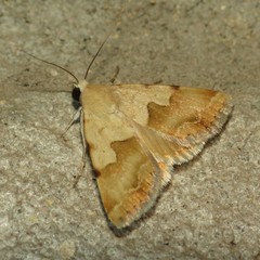 Bandelia angulata