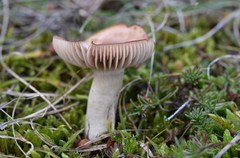 Cuphophyllus colemannianus