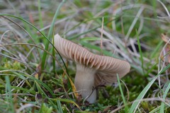 Cuphophyllus colemannianus