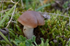 Cuphophyllus colemannianus